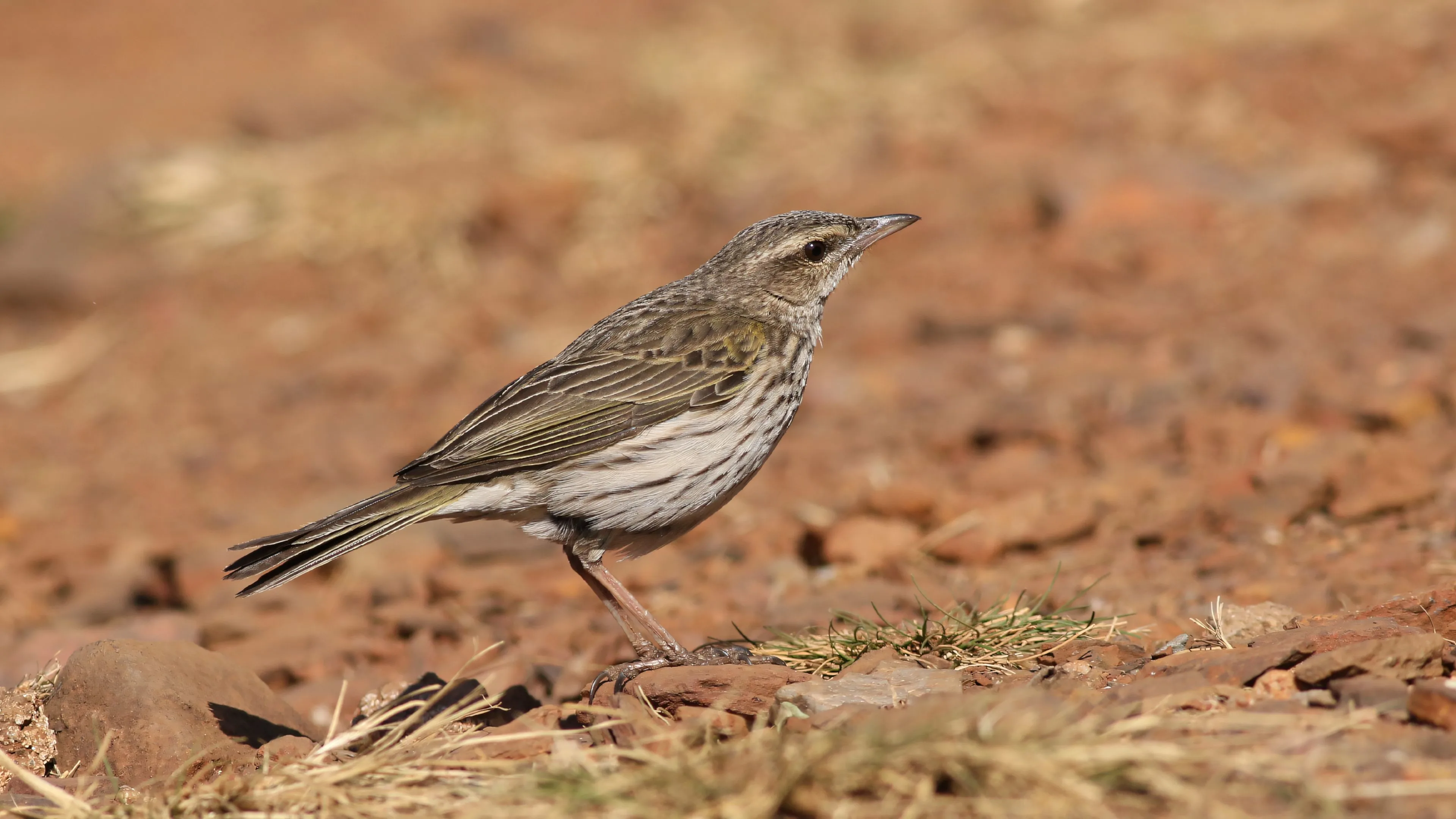 Desert Lark