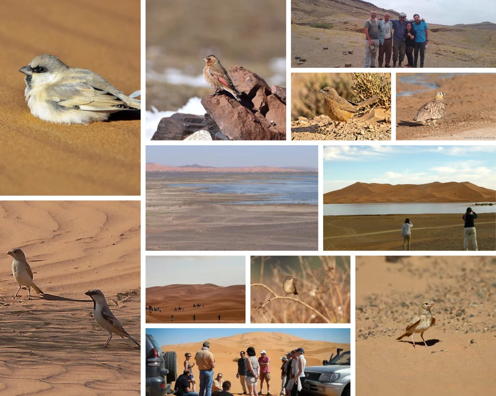 Collage aus Vögeln, Wüstenlandschaften und Vogelbeobachtungsszenen