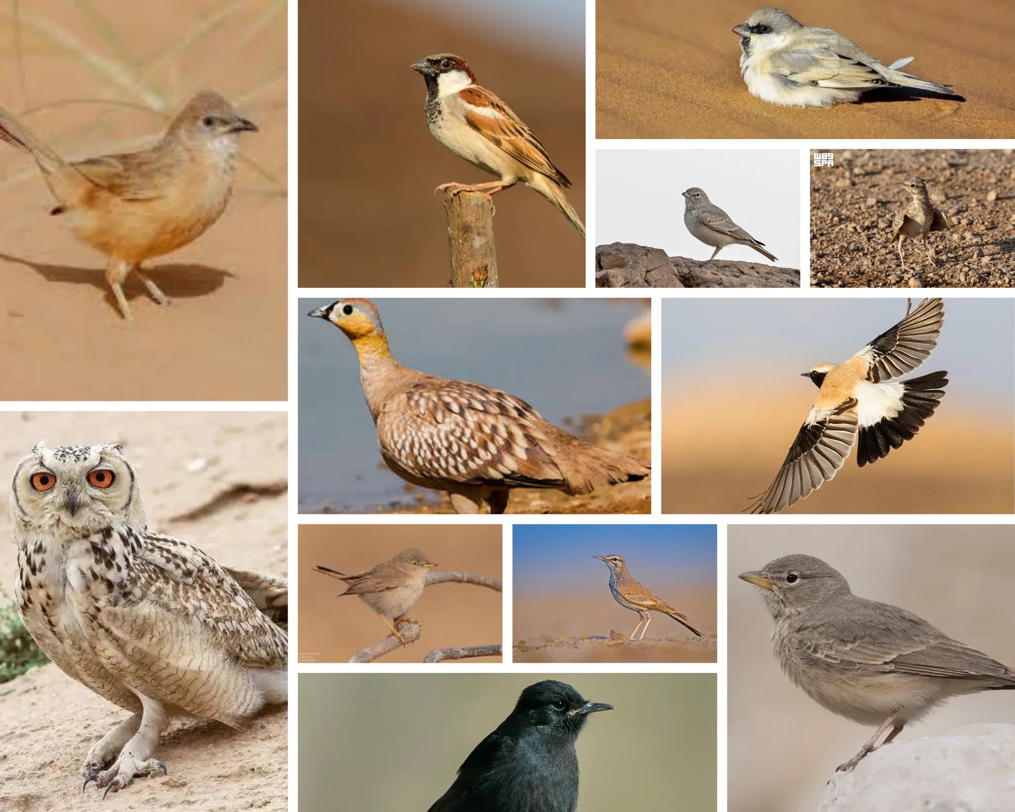 Merzouga Birdwatching Tours