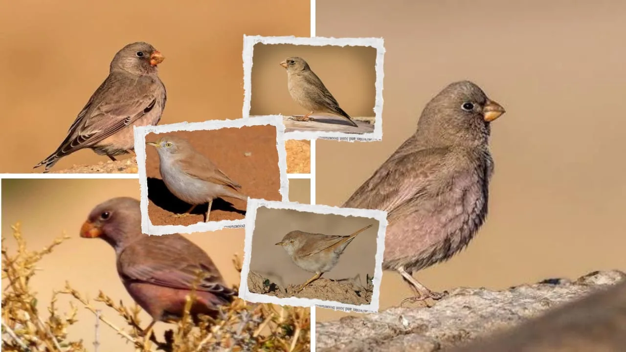 Collage of desert birds including Trumpeter Finches and other small species