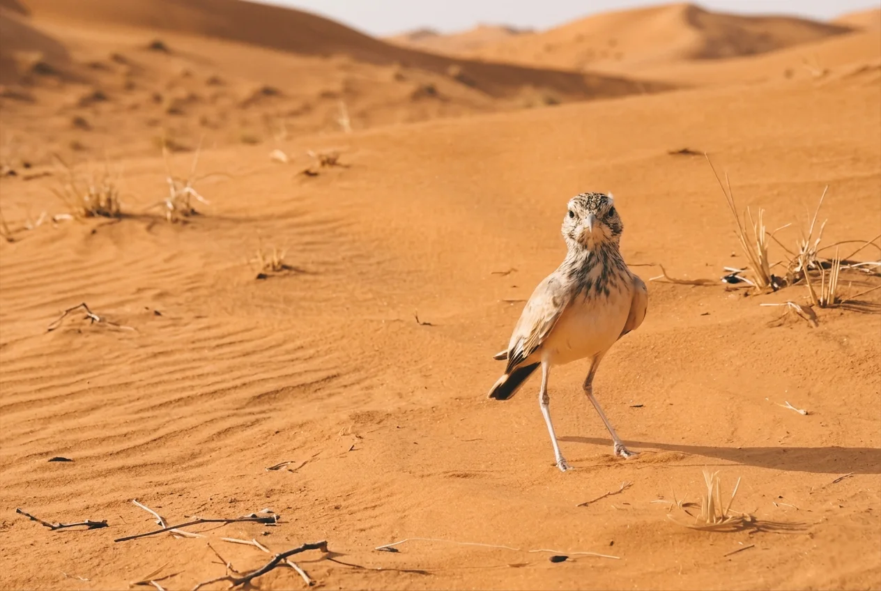 Desert Lark standing on sandy ground with desert dunes in the background