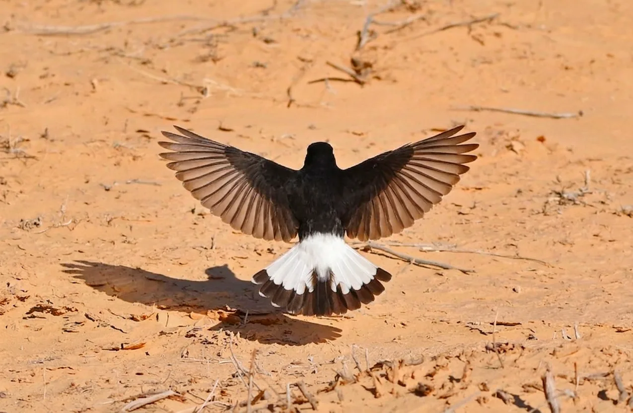 Black Wheatear with wings spread and white tail displayed above sandy ground