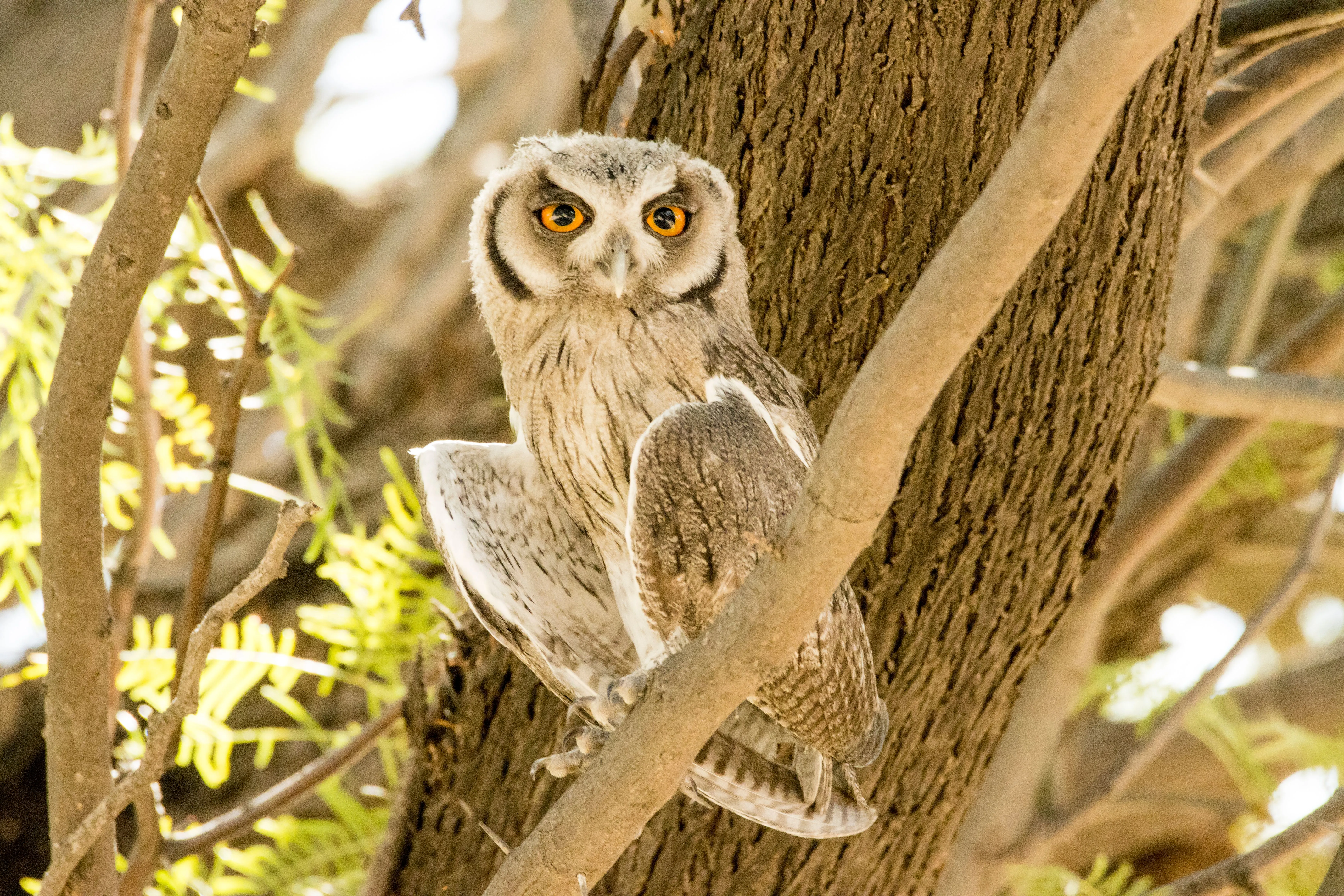 Pharaoh Eagle-Owl perched among tree branches