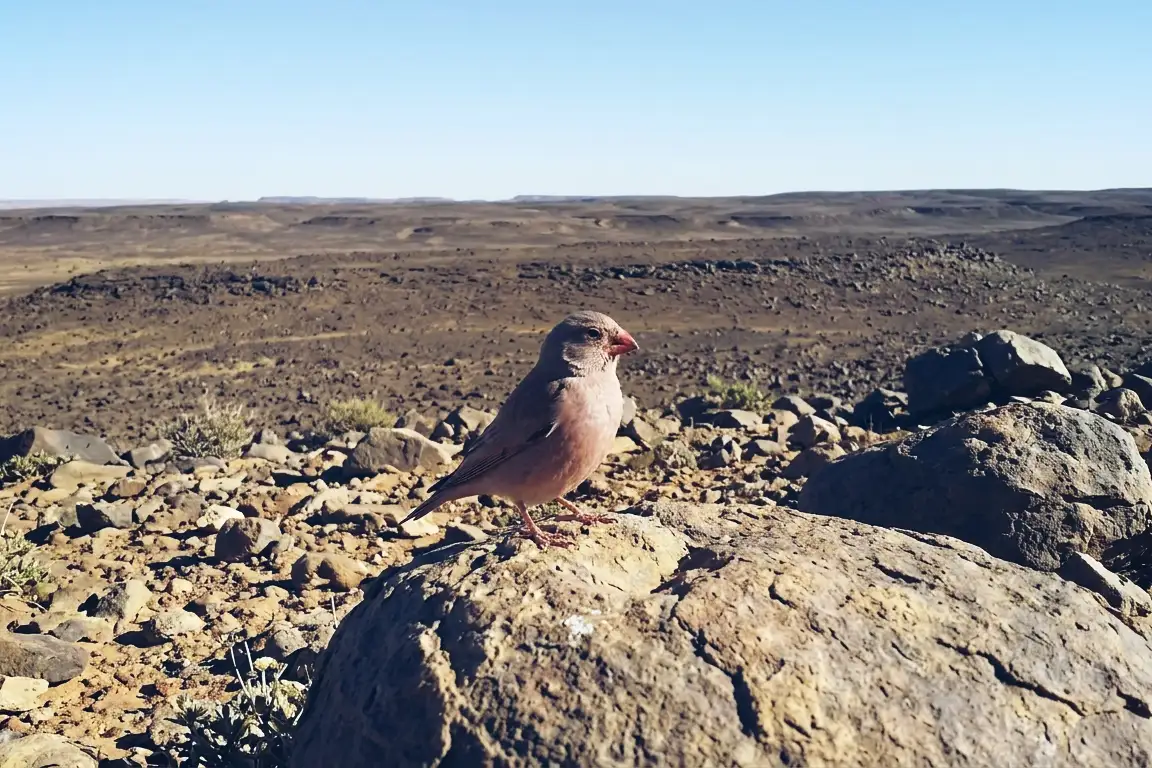 Trumpeter Finch with rosy breast and sturdy pink bill standing on a rock in a stony desert