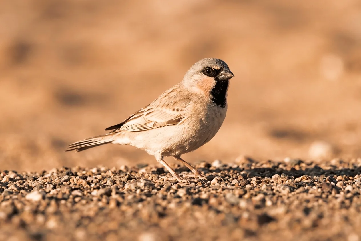 Small pale sparrow standing on gravel