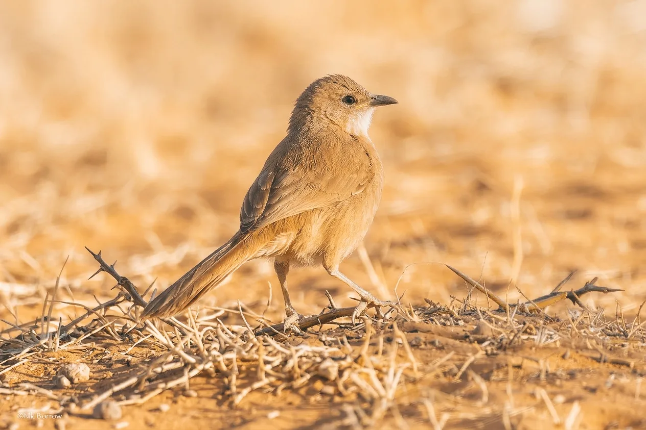 Fulvous Babbler standing among dry twigs on sandy ground