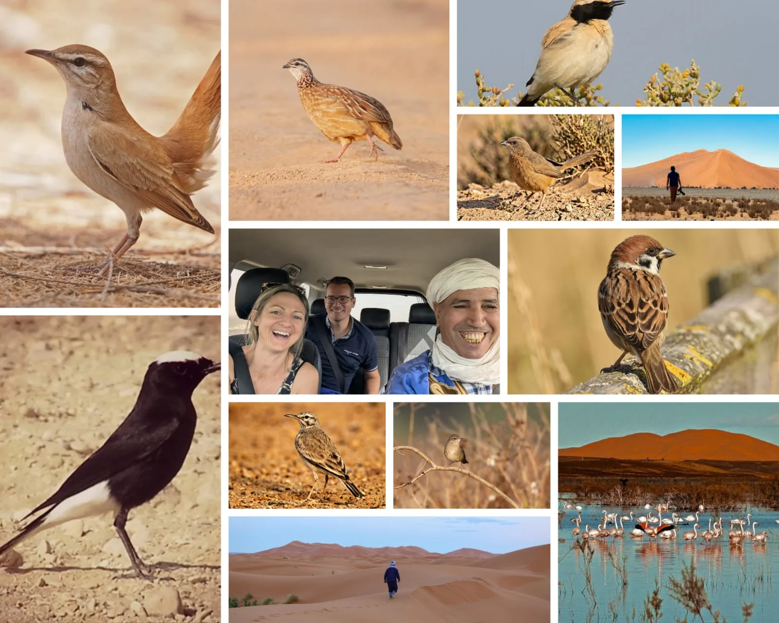 Collage de aves, paisajes desérticos y escenas de observación de aves