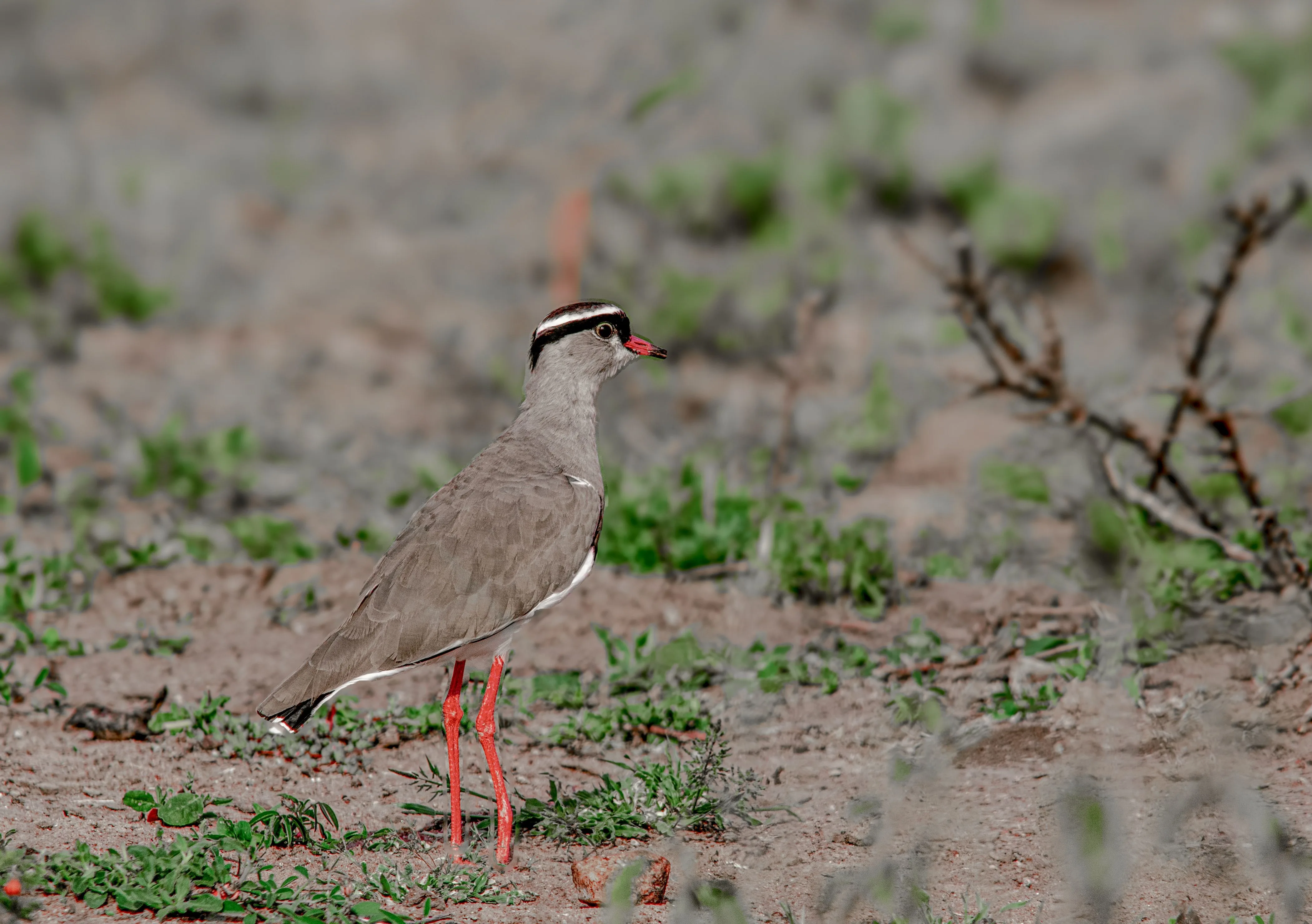 Cream-colored Courser