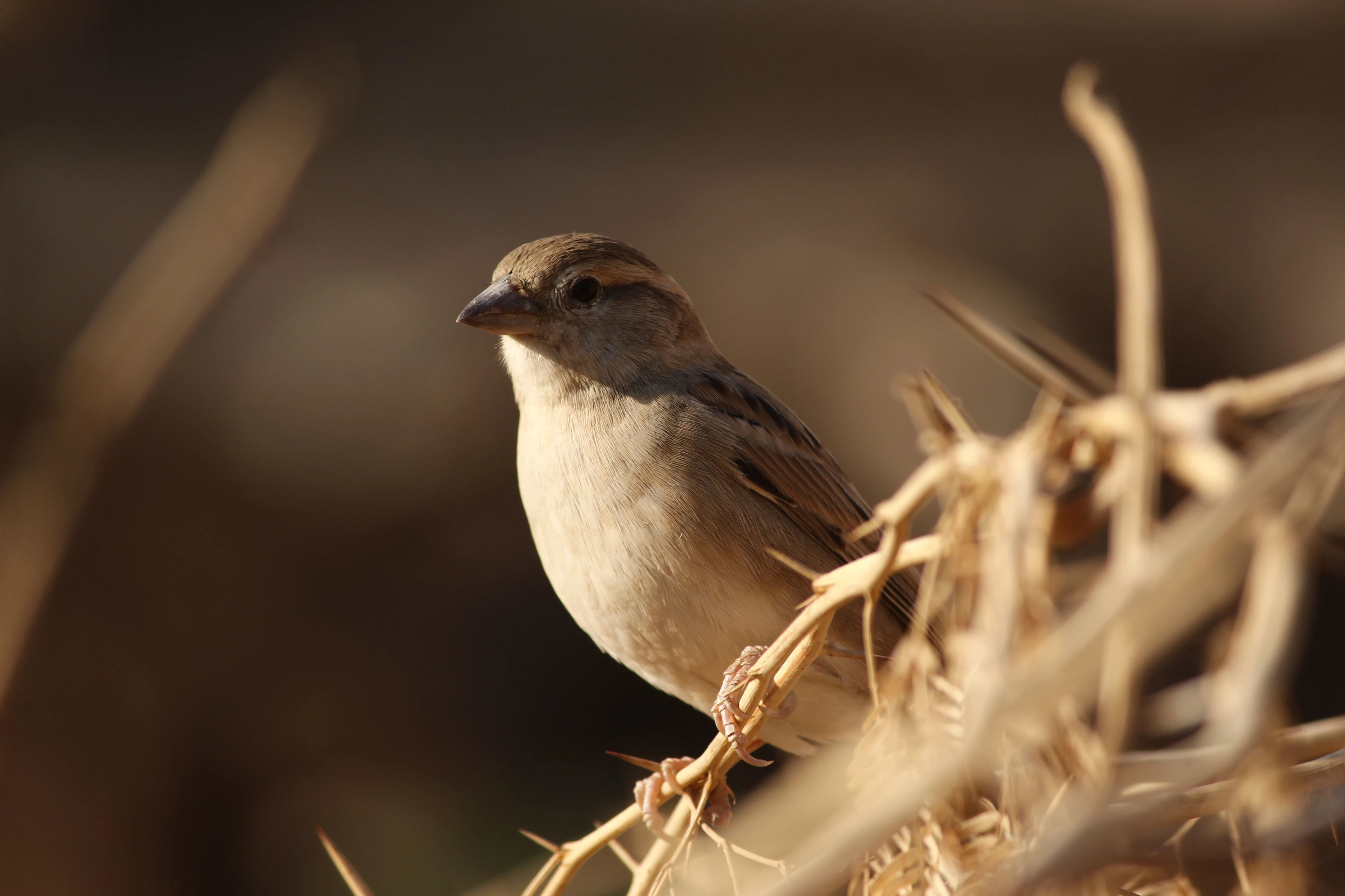 Desert Sparrow