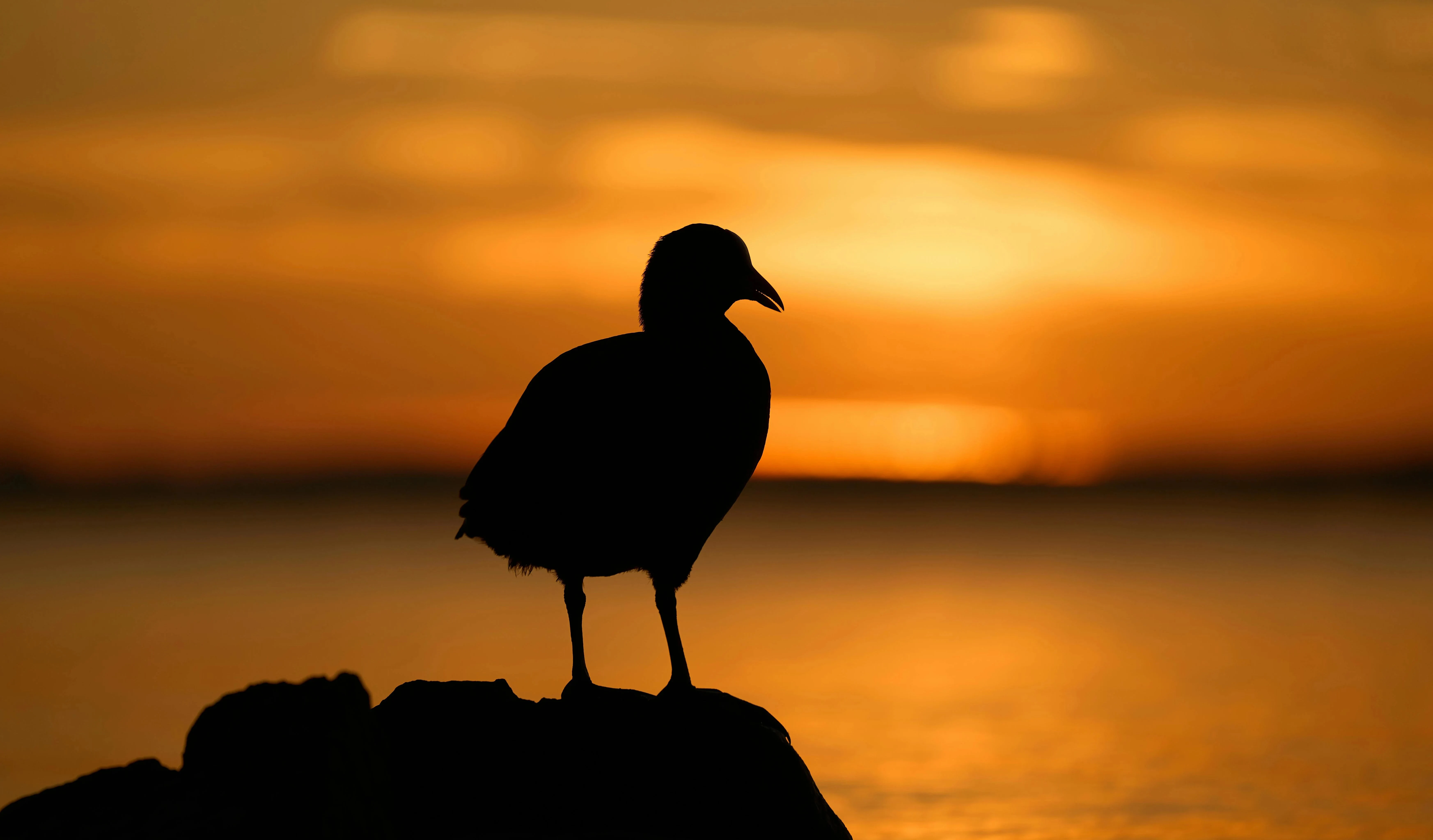 Silhouette of a bird against a golden sky at sunset