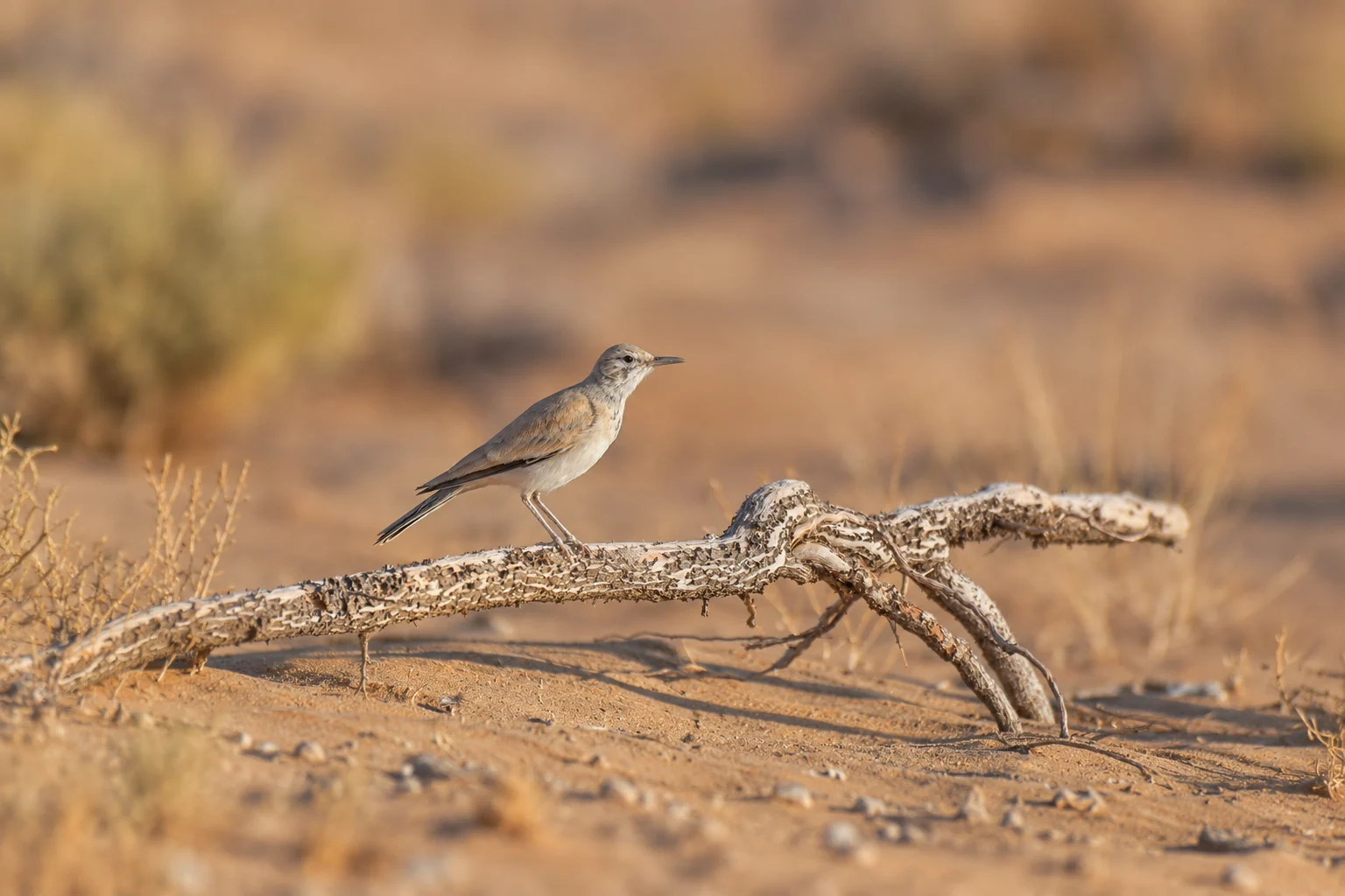 Greater Hoopoe-Lark