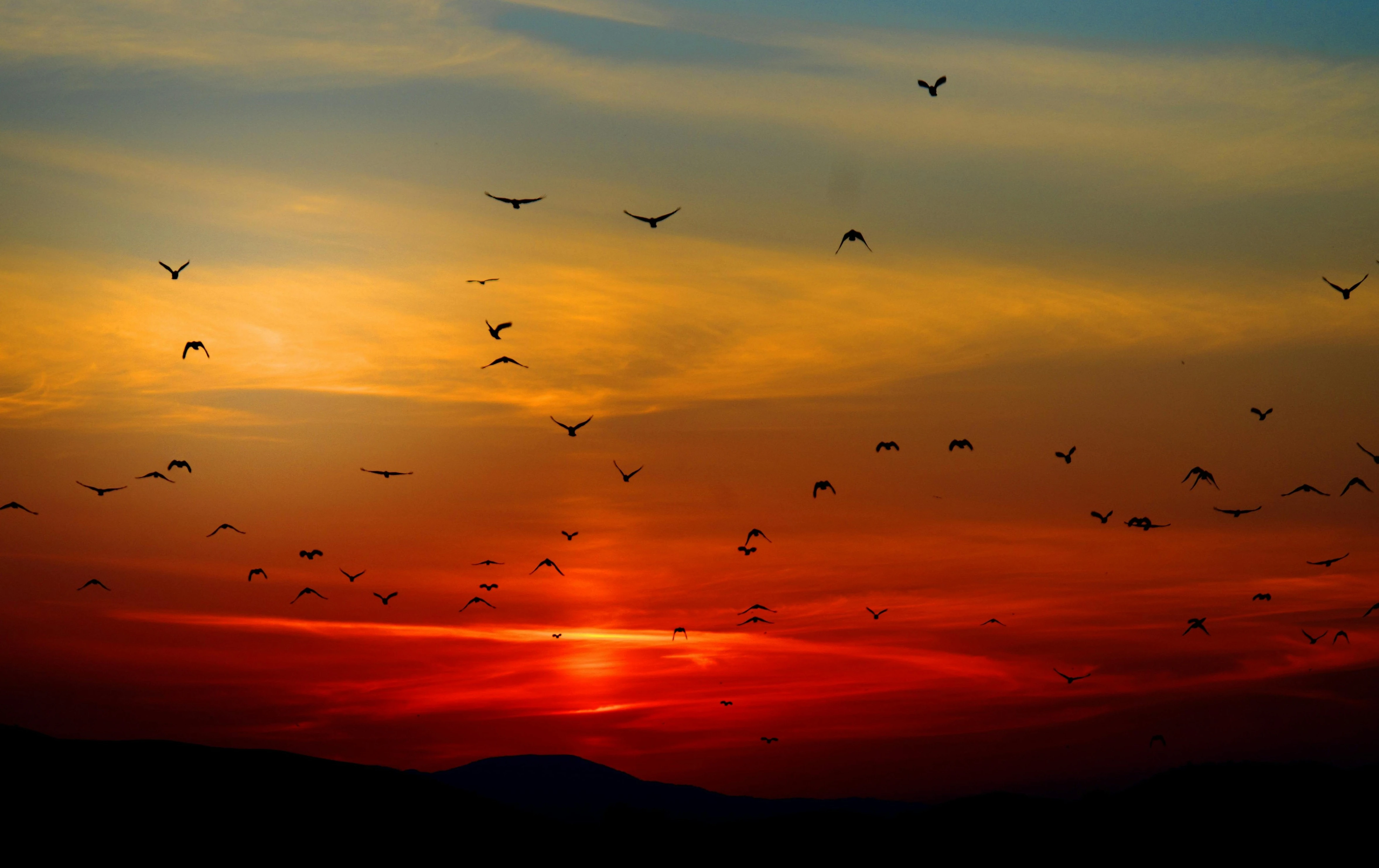 Flock of birds flying across the sky at sunset