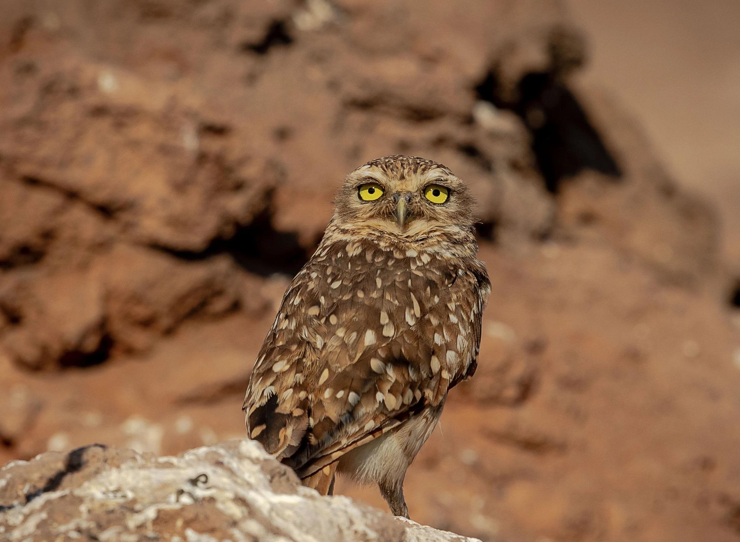 Pharaoh Eagle Owl