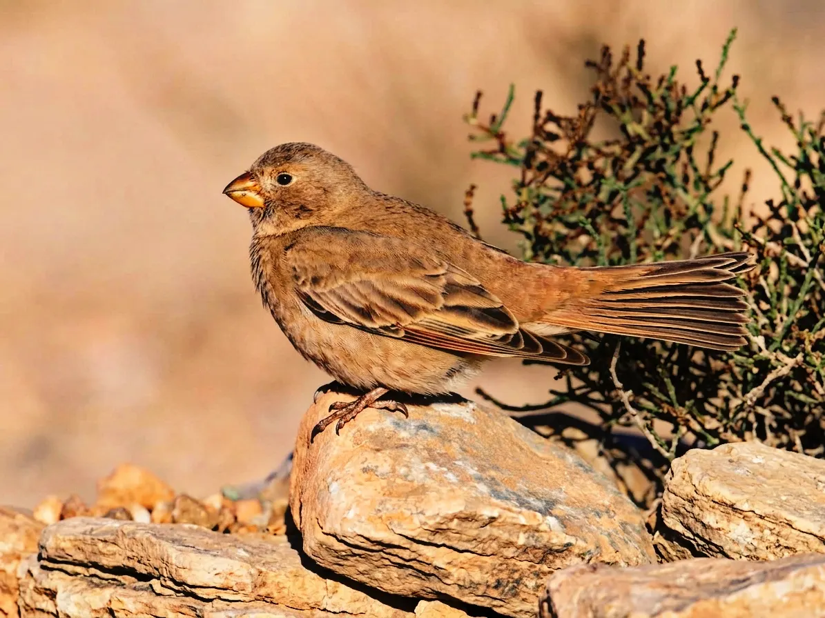 Trumpeter Finch